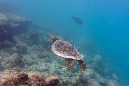 Green sea turtle. Tropical and coral sea wildelife. Beautiful underwater world. Underwater photography.