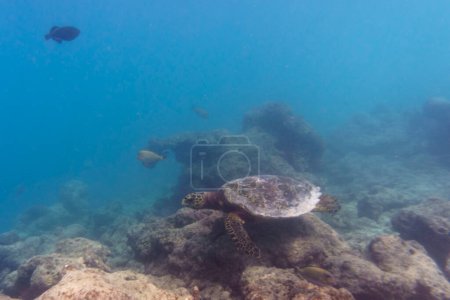 Green sea turtle. Tropical and coral sea wildelife. Beautiful underwater world. Underwater photography.