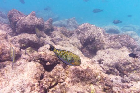 Blue banded surgeonfish (Acanthurus lineatus). Tropical and coral sea fish. Beautiful underwater world. Underwater photography.