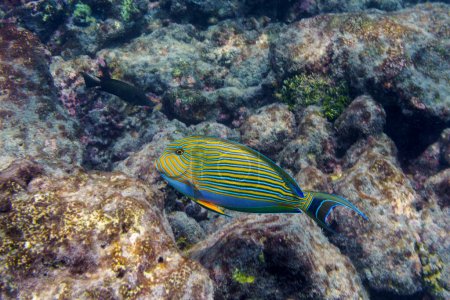 Blue banded surgeonfish (Acanthurus lineatus). Tropical and coral sea fish. Beautiful underwater world. Underwater photography.