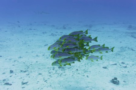 Oriental Sweetlips fish (Plectorhinchus vittatus) in the coral reef of Maldives island. Tropical and coral sea wildelife. Beautiful underwater world. Underwater photography.