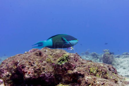 Parrotfish  in the coral reef of Maldives island. Tropical and coral sea wildelife. Beautiful underwater world. Underwater photography.