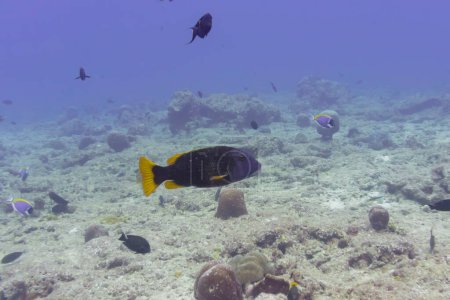 Orangefleckter Kaiserfisch (Lethrinus erythracanthus) im Korallenriff der Malediven. Tropische und Korallenmeere wildern. Schöne Unterwasserwelt. Unterwasserfotografie.