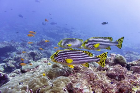 Orientalischer Süßlippenfisch (Plectorhinchus vittatus) im Korallenriff der Malediven. Tropische und Korallenmeere wildern. Schöne Unterwasserwelt. Unterwasserfotografie.