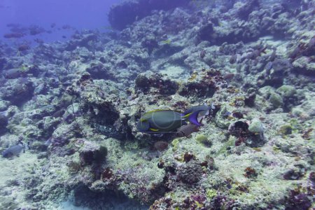 Foto de Peces cirujano aleta amarilla en el arrecife de coral de la isla de Maldivas. Wildelife marino tropical y coralino. Hermoso mundo submarino. Fotografía submarina. - Imagen libre de derechos