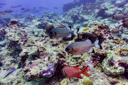 Schwarzspitzensoldatenfisch (Myripristis botche) im Korallenriff der Malediven. Tropische und Korallenmeere wildern. Schöne Unterwasserwelt. Unterwasserfotografie.