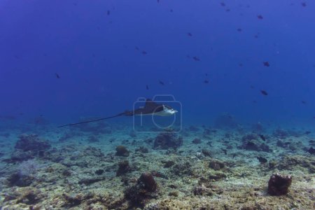 Rayon d'aigle tacheté dans le récif corallien de l'île des Maldives. Sauvage tropical et corallien. Beau monde sous-marin. Photographie sous-marine.