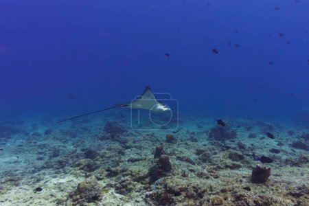 Rayon d'aigle tacheté dans le récif corallien de l'île des Maldives. Sauvage tropical et corallien. Beau monde sous-marin. Photographie sous-marine.