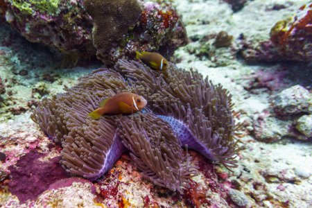 Clown-Anemonenfische (Amphiprion percula) und Seeanemonen im Korallenriff der Malediven. Tropische und Korallenmeere wildern. Schöne Unterwasserwelt. Unterwasserfotografie.