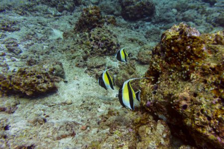Maurisches Idol (Zanclus cornutus) im Korallenriff der Malediven. Bannerfische. Tropische und Korallenmeere wildern. Schöne Unterwasserwelt. Unterwasserfotografie.