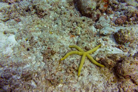 Estrella de mar en la isla Maldivas. Wildelife marino tropical y coralino. Hermoso mundo submarino. Fotografía submarina.