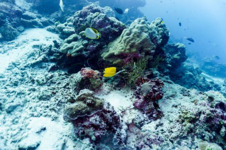 Moorish Idol (Zanclus cornutus) in the coral reef of Maldives island. Banner fish. Tropical and coral sea wildelife. Beautiful underwater world. Underwater photography.