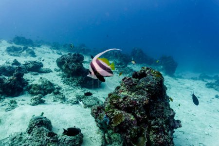 Moorish Idol (Zanclus cornutus) in the coral reef of Maldives island. Banner fish. Tropical and coral sea wildelife. Beautiful underwater world. Underwater photography.