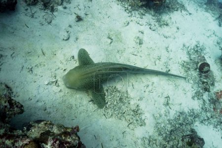 Zebrahai (Stegostoma fasciatum) liegt auf dem Sandboden im Korallenriff der Malediven. Tropische und Korallenmeere wildern. Schöne Unterwasserwelt. Unterwasserfotografie.