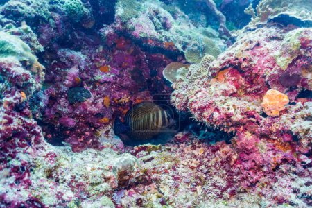 Coral Reef and Tropical Fish on Maldives island. Tropical and coral sea wildelife. Beautiful underwater world. Underwater photography.
