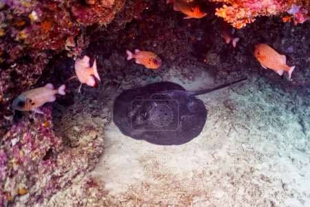 Raie piquante dans le récif corallien de l'île des Maldives. Sauvage tropical et corallien. Beau monde sous-marin. Photographie sous-marine.