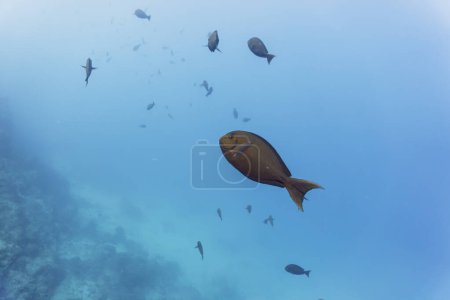 Surgeon fish in the coral reef of Maldives island. Tropical and coral sea wildelife. Beautiful underwater world. Underwater photography.