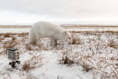 Polarfuchs (Vulpes Lagopus) im Winter in der sibirischen Tundra und Action-Kamera