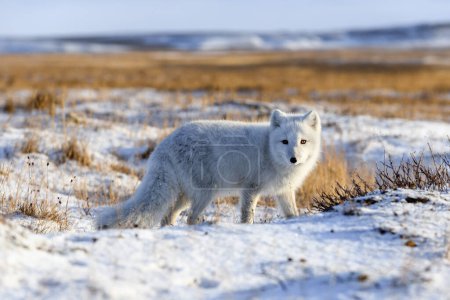 "Arctic fox (Vulpes Lagopus) in wilde tundra". Renard arctique sur la plage.
