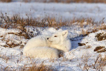 Polarfuchs (Vulpes Lagopus) in der wilden Tundra. Polarfuchs lügt. Schlafen in der Tundra.