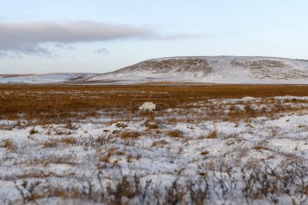 Zorro ártico (Vulpes Lagopus) en invierno en tundra siberiana
