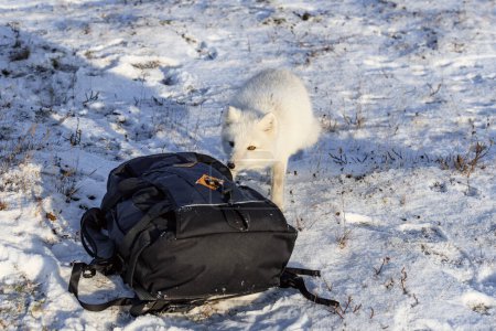 Arctic fox (Vulpes Lagopus) in wilde tundra. Arctic fox exploring backpack.