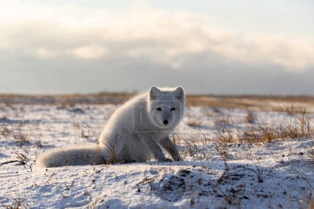 "Arctic fox (Vulpes Lagopus) in wilde tundra". Renard arctique assis.