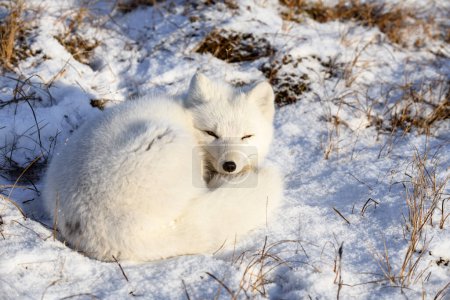 "Arctic fox (Vulpes Lagopus) in wilde tundra". Renard arctique couché. Dormir dans la toundra.