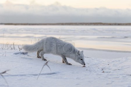 Polarfuchs (Vulpes Lagopus) im Winter in der sibirischen Tundra