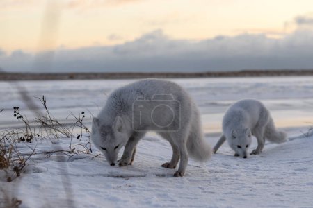 Two arctic foxes (Vulpes Lagopus) in wilde tundra. Arctic fox on the beach.