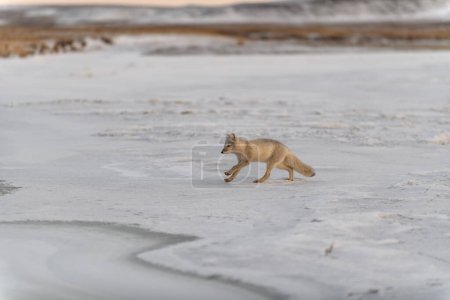 Renard arctique (Vulpes Lagopus) en hiver dans la toundra sibérienne