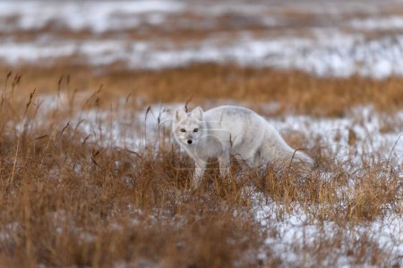 Arctic fox (Vulpes Lagopus) in winter time in Siberian tundra