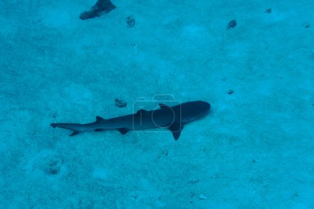 Requin de récif blanc (Triaenodon obesus) dans le récif corallien de l'île des Maldives. Sauvage tropical et corallien. Beau monde sous-marin. Photographie sous-marine.