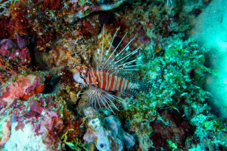 Lionfish (Pterois mombasae). Scorpaenidae: hermosos y peligrosos peces marinos en la isla de Maldivas. Wildelife marino tropical y coralino. Hermoso mundo submarino. Fotografía submarina.