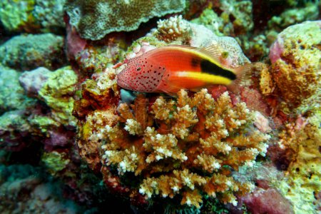 Black-side hawkfish in the coral reef of Maldives island. Tropical and coral sea wildelife. Beautiful underwater world. Underwater photography.