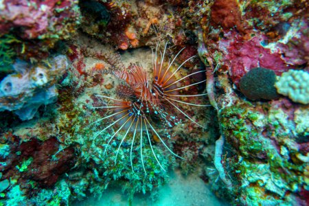 Feuerfische (Pterois mombasae). Scorpaenidae - schöne und gefährliche Meeresfische auf den Malediven. Tropische und Korallenmeere wildern. Schöne Unterwasserwelt. Unterwasserfotografie.