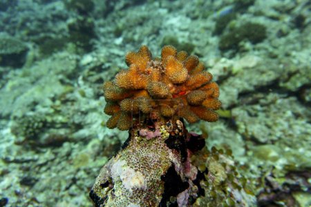 Arrecife de coral y peces tropicales en la isla de Maldivas. Wildelife marino tropical y coralino. Hermoso mundo submarino. Fotografía submarina.