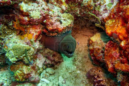 Moray Eel en el arrecife de coral de la isla de Maldivas. Wildelife marino tropical y coralino. Hermoso mundo submarino. Fotografía submarina.