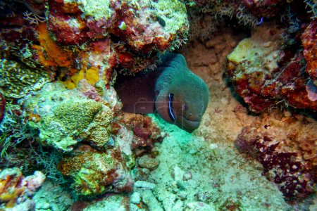 Moray Eel in the coral reef of Maldives island. Tropical and coral sea wildelife. Beautiful underwater world. Underwater photography.