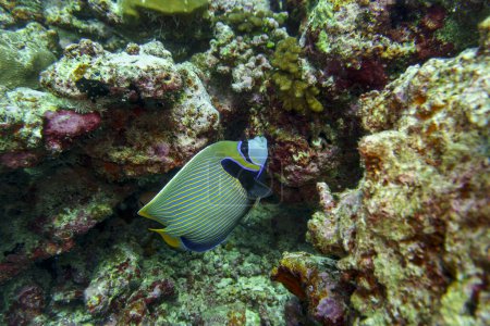 Emperor angelfish (Pomacanthus imperator) in the coral reef of Maldives island. Tropical and coral sea wildelife. Beautiful underwater world. Underwater photography.
