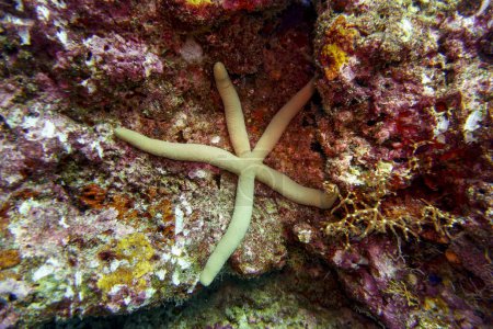 Estrella de mar en la isla Maldivas. Wildelife marino tropical y coralino. Hermoso mundo submarino. Fotografía submarina.