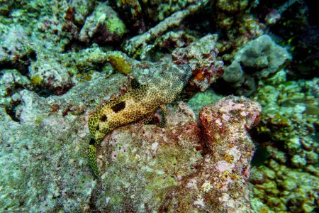 Récif corallien et poissons tropicaux sur l'île des Maldives. Sauvage tropical et corallien. Beau monde sous-marin. Photographie sous-marine.