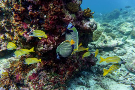 Foto de Pez ángel emperador (Pomacanthus imperator) en el arrecife de coral de la isla de Maldivas. Wildelife marino tropical y coralino. Hermoso mundo submarino. Fotografía submarina. - Imagen libre de derechos