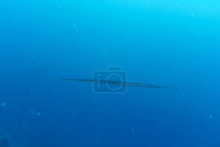 Trompetenfische im Korallenriff der Malediven. Tropische und Korallenmeere wildern. Schöne Unterwasserwelt. Unterwasserfotografie.