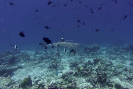 Foto de Tiburón de arrecife blanco (Triaenodon jalá) en el arrecife de coral de la isla de Maldivas. Wildelife marino tropical y coralino. Hermoso mundo submarino. Fotografía submarina. - Imagen libre de derechos