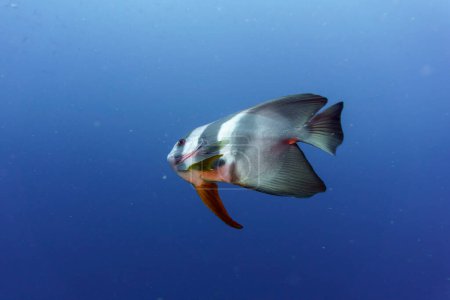 Fledermausfische (Platax orbicularis) im Korallenriff der Malediven. Tropische und Korallenmeere wildern. Schöne Unterwasserwelt. Unterwasserfotografie.