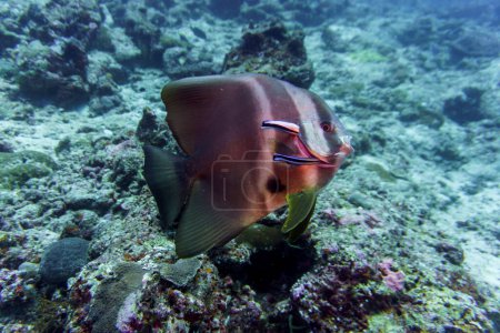Fledermausfische (Platax orbicularis) im Korallenriff der Malediven. Tropische und Korallenmeere wildern. Schöne Unterwasserwelt. Unterwasserfotografie.