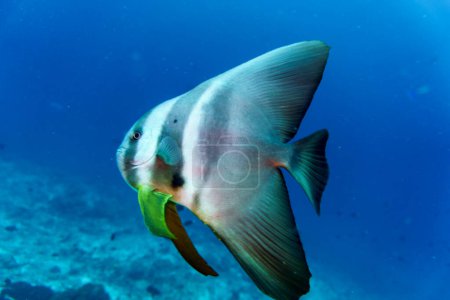 Batfish orbicular (Platax orbicularis) en el arrecife de coral de la isla de Maldivas. Wildelife marino tropical y coralino. Hermoso mundo submarino. Fotografía submarina.