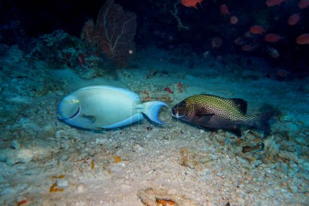 Chirurgenfische und Harlekin-Süßlippen fischen im Korallenriff der Malediven. Bannerfische. Tropische und Korallenmeere wildern. Schöne Unterwasserwelt. Unterwasserfotografie.