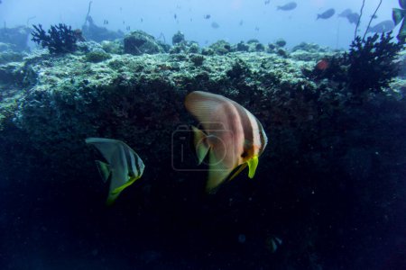 Dos murciélagos orbiculares (Platax orbicularis) en el arrecife de coral de la isla de Maldivas. Wildelife marino tropical y coralino. Hermoso mundo submarino. Fotografía submarina.